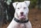 Happy white Pitbull dog with panting tongue