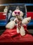 a happy white poodle dressed in pink sunglasses and wearing a tiara, standing on two legs holding the door open for you