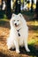 Happy White Samoyed Dog Outdoor in Autumn Forest