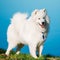 Happy White Samoyed Dog Outdoor in park on background of blue wa