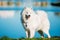Happy White Samoyed Dog Outdoor in park on background of blue wa