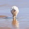 Happy White Samoyed Dog Running on the Beach at North Avoca NSW Australia