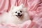 Happy White Spitz Relaxing on Soft Pink Blanket with Cozy Lighting