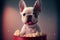 Happy white spotted French bulldog puppy is sitting in a red bucket with popcorn