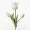 Happy White Tulip On White Background - Vray Tracing, 32k Uhd Image