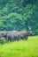 Happy Wild Elephant in nature, A herd of Wild Asian Elephant eating green grass and playing in the grassland in rainy. Lush