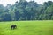 Happy Wild Elephant in nature. Wild Asian Elephant walking in the grassland in rainy season, lush evergreen forest backgrounds.