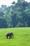 Happy Wild Elephant in nature. Wild Asian Elephant walking in the grassland in rainy season, lush evergreen forest backgrounds.