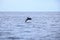 Happy wild pantropical spotted dolphin, Stenella attenuata, jumps free near a whale watching boat in the middle of the Pacific