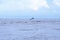 Happy wild pantropical spotted dolphin, Stenella attenuata, jumps free near a whale watching boat in the middle of the Pacific