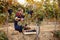 Happy wine maker picking black grapes on vineyard