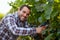 Happy winemaker harvesting grapes