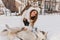 Happy winter time of amazing smiling girl plying with husky dog in snow. Charming young woman with long brunette hair