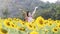 Happy woman in beauty field with sunflowers