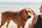 Happy woman caressing cute dog on sunny beach at sea, close up. Summer vacation with pet. Young female relaxing and enjoying