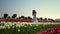 Happy woman enjoying flowers in tulip field. Young woman running in tulips park.