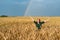 Happy woman in field with wheat hands in sides