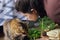Happy woman giving kiss to cute tabby cat and potting rosemary plant in new pot in room. Repotting and cultivating aromatic herbs