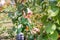 Happy woman Harvest of fresh fruits of apricot on tree