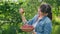 Happy woman with harvest of red ripe cherries in summer garden