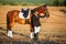 Happy Woman with her Horse - Beautiful young horsewoman