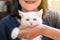 Happy woman holding cat Scottish white fluffy cute little animal