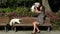 Happy woman play with pets dogs sitting on park bench. Static slow motion