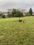 Happy woman playing with dog on rainy day