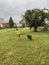 Happy woman playing with dog on rainy day