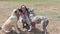 Happy woman playing with two huge dogs
