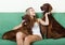 Happy woman sitting with two Irish setters