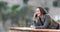 Happy woman talking on phone in a balcony