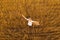 Happy woman and wheat field. Top view from drone