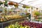 Happy worker growing flowers in a greenhouse of a flower shop