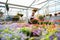 Happy worker growing flowers in a greenhouse of a flower shop