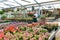 Happy worker growing flowers in a greenhouse of a flower shop