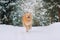 Happy yellow dog flies over the snow