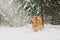 Happy yellow dog runs through the snow