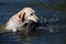 Happy yellow labrador dog swimming in the water