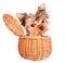 Happy yorkie toy standing in a basket