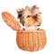 Happy yorkie toy standing in a basket