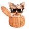 Happy yorkie toy with sun glasses in a basket