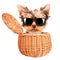 Happy yorkie toy with sun glasses in a basket