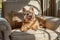 Happy Yorkshire terrier enjoying sunshine comfortably sitting elegant chair, cozy home setting