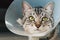 Happy young american shorthair cat in veterinary plastic cone or E-Collar Elizabethan Collar in the head at recovery after