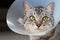 Happy young american shorthair cat in veterinary plastic cone or E-Collar Elizabethan Collar in the head at recovery after