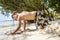 Happy young boy is digging in the sand of the beach