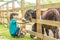 Happy young boy feeding donkey on farm