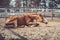 Happy young chestnut budyonny gelding horse laying in sand in paddock in warm spring daytime