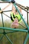 Happy Young Child Climbing Jungle Gym at Playground